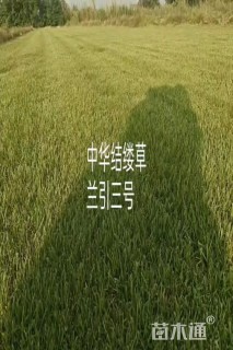 草卷状百慕大草