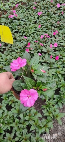 高度8厘米超级凤仙花