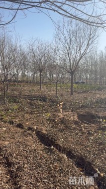 移栽苗火焰卫矛球