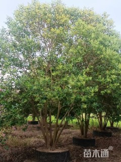 50公分(3杆)丛生女贞