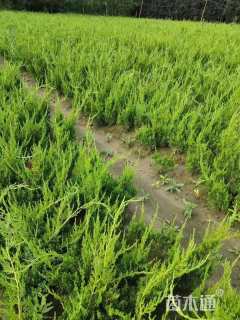 高度40厘米龙柏