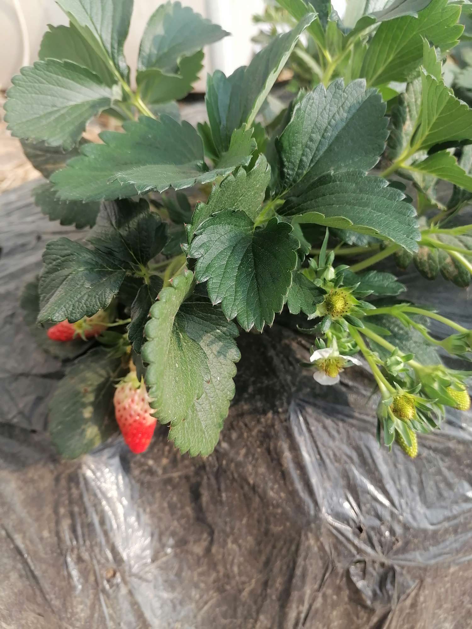 高度40厘米红颜草莓