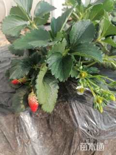 高度40厘米红颜草莓