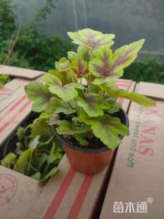 高度20厘米矾根