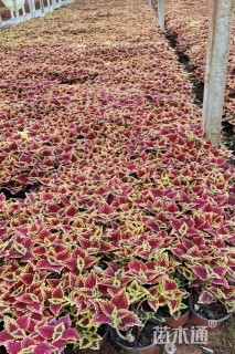 高度25厘米彩叶草