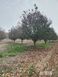 15公分绚丽海棠