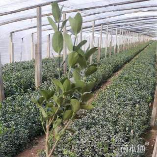 高度60厘米卫矛小苗