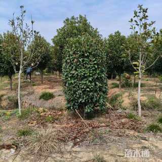 高度120厘米红叶石楠柱