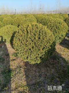 冠幅150厘米大叶黄杨球