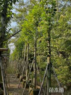 12公分乐昌含笑