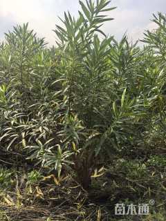 高度150厘米粉花夹竹桃