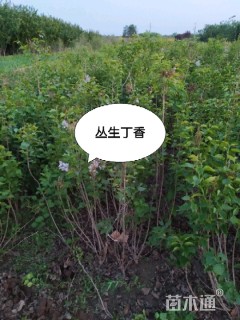 80公分紫丁香