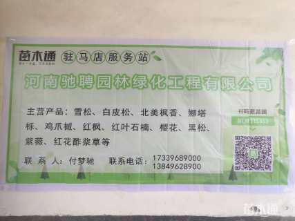 高度400厘米雪松