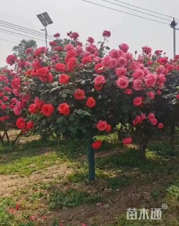 10公分树状月季