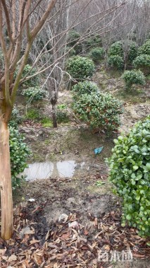 冠幅50厘米无刺枸骨球