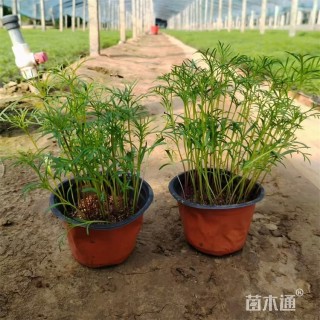 高度40厘米波斯菊