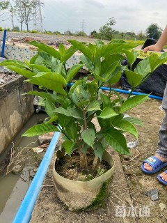 高度50厘米狗牙花