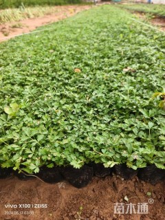 高度15厘米五叶委陵菜