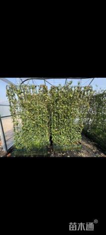 180厘米风车茉莉