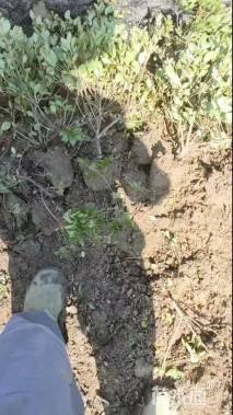 高度35厘米紫鹃