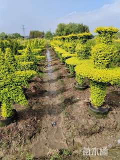 5公分造型亮晶女贞