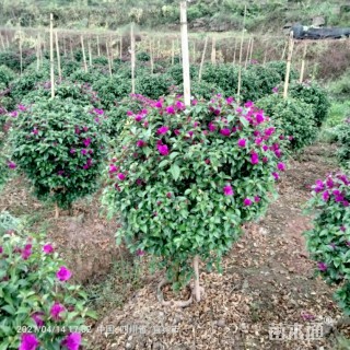 冠幅100厘米三角梅球