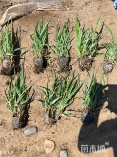高度50厘米玉带草