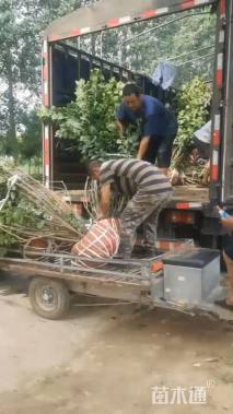 高度200厘米丛生丁香