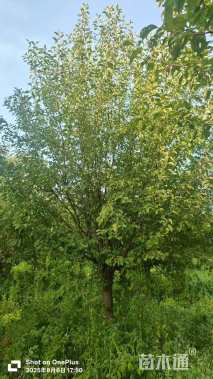 20公分绚丽海棠