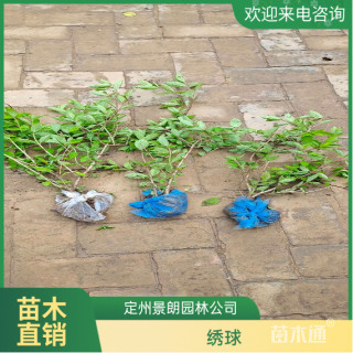 高度50厘米绣球