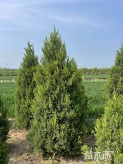 高度100厘米圆柏
