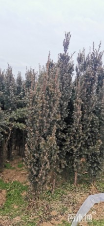 高度200厘米曼地亚红豆杉