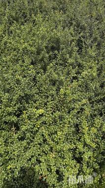 高度20厘米龟甲冬青