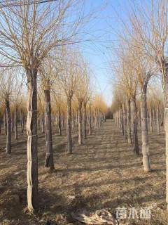 16公分金丝垂柳