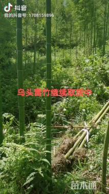 2公分雷竹
