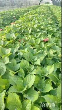 高度30厘米八仙花