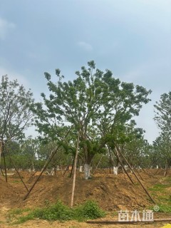 高度500厘米丛生元宝枫