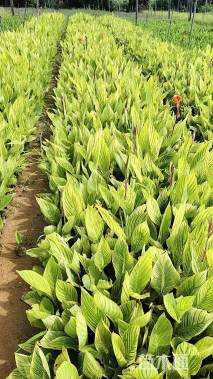 高度20厘米花叶美人蕉