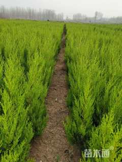 高度60厘米蜀桧