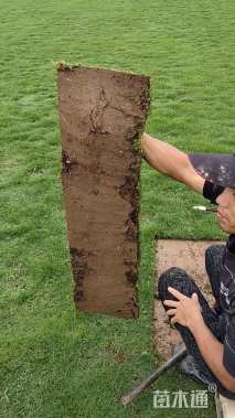 草卷状马尼拉草