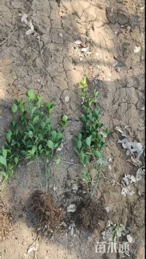 高度50厘米大叶黄杨