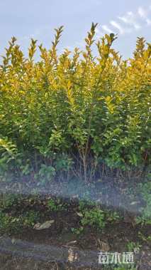 高度60厘米金叶女贞