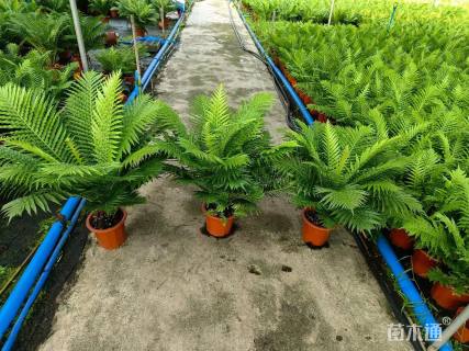 高度30厘米乌毛蕨