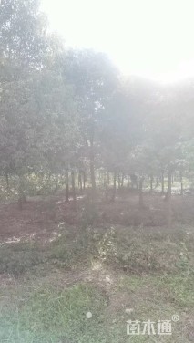 20公分香樟