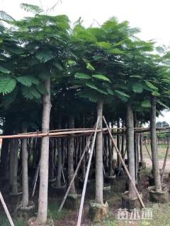 8公分凤凰木