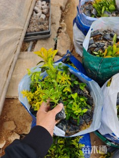 高度18厘米黄叶假连翘