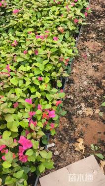 高度25厘米同安红