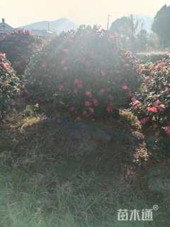 冠幅80厘米茶梅球