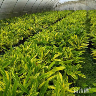 高度35厘米花叶良姜