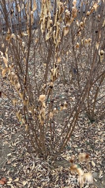 高度120厘米丛生紫薇